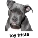 Perros pitbull 4