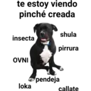 Perros pitbull 15