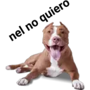 Perros pitbull 5