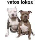 Perros pitbull 7