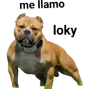 Perros pitbull 16