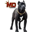 Perros pitbull 12