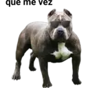 Perros pitbull 6