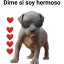 Perros pitbull 2