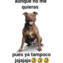 Perros pitbull 3
