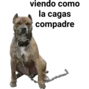 Perros pitbull 13