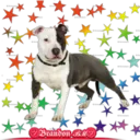 Perros pitbull 8