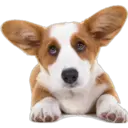 》Dogs  《 20