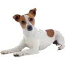 》Dogs  《 23