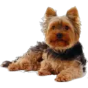 》Dogs  《 8