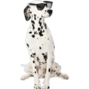 》Dogs  《 11