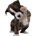 》Dogs  《 7