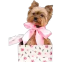 》Dogs  《 9