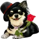 》Dogs  《 18