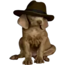 》Dogs  《 2