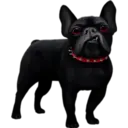 》Dogs  《 5
