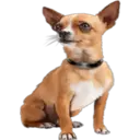》Dogs  《 27