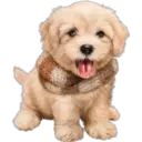》Dogs  《 19