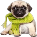 》Dogs  《 28