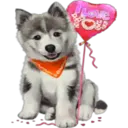 》Dogs  《 6