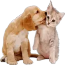 》Dogs  《 13