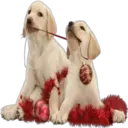 》Dogs  《 22