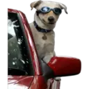 》Dogs  《 21