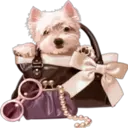 》Dogs  《 12