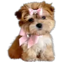 》Dogs  《 25