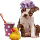 》Dogs  《 4
