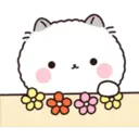 Lovely Fluffy Cat 2 1