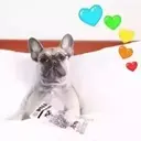 Perros Mixtos ♡ 29