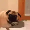 Perros Mixtos ♡ 2