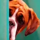 Perros Mixtos ♡ 9
