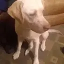 Perros Mixtos ♡ 30
