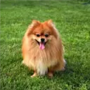 Perros Preciosos 18
