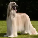 Perros Preciosos 4