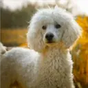 Perros Preciosos 3