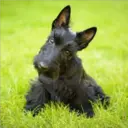 Perros Preciosos 24