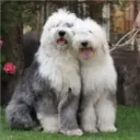 Perros Preciosos 28