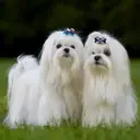 Perros Preciosos 8