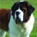 Perros Preciosos 20