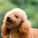 Perros Preciosos 17