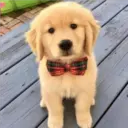 Perros Preciosos 22