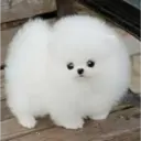 Perros Preciosos 5