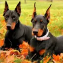 Perros Preciosos 1