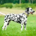 Perros Preciosos 14