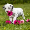 Perros Preciosos 13
