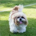 Perros Preciosos 19