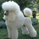 Perros Preciosos 12